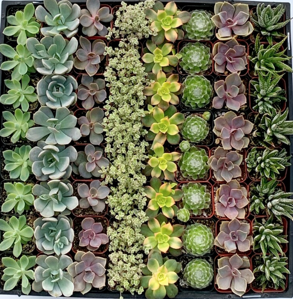 Bulk Succulent Plants